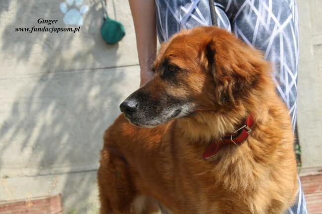 Ginger - miodowy pies