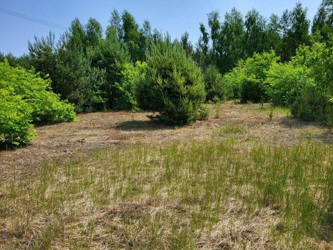 Piękne działki w otulinie lasu