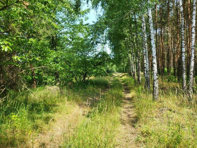 Piękne działki w otulinie lasu