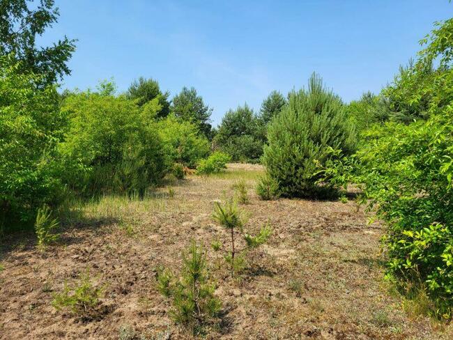 Piękne działki w otulinie lasu