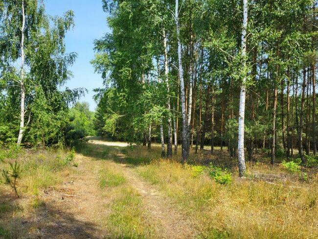 Piękne działki w otulinie lasu