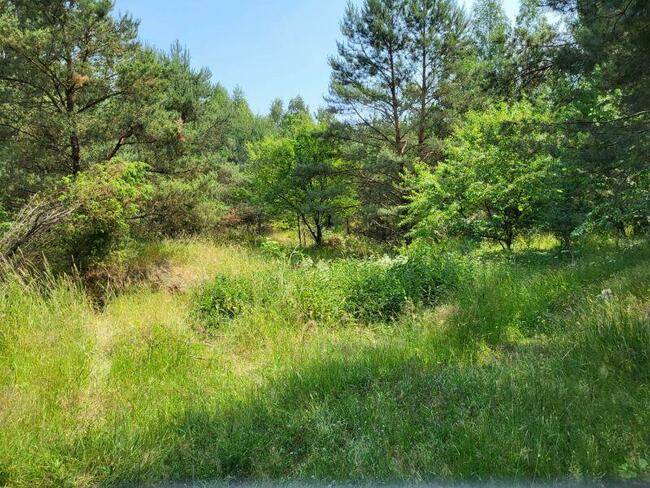 Piękne działki w otulinie lasu