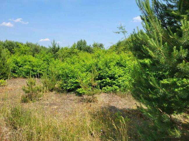 Piękne działki w otulinie lasu