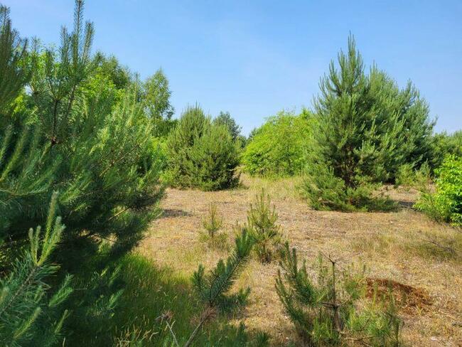 Piękne działki w otulinie lasu