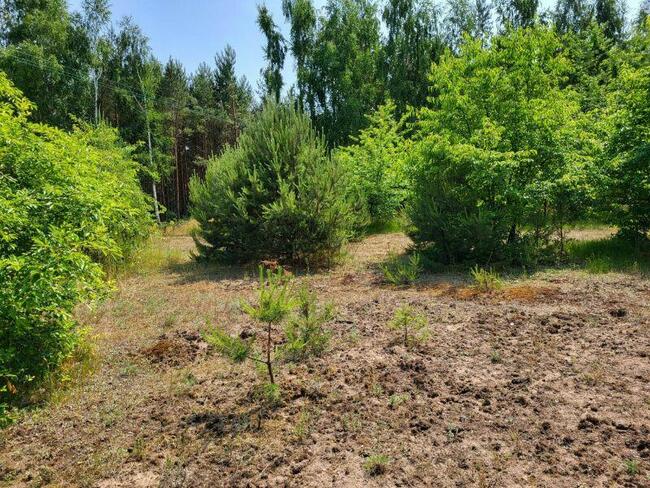Piękne działki w otulinie lasu