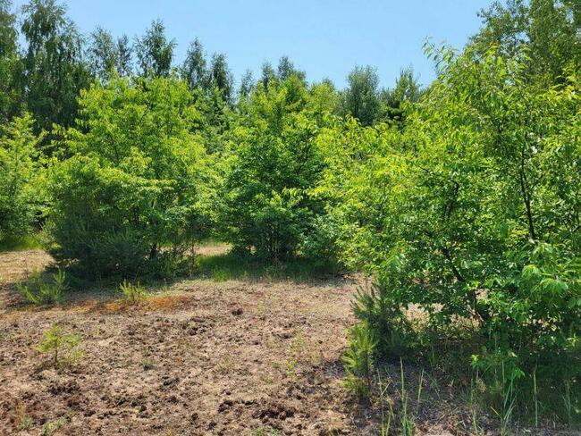 Piękne działki w otulinie lasu