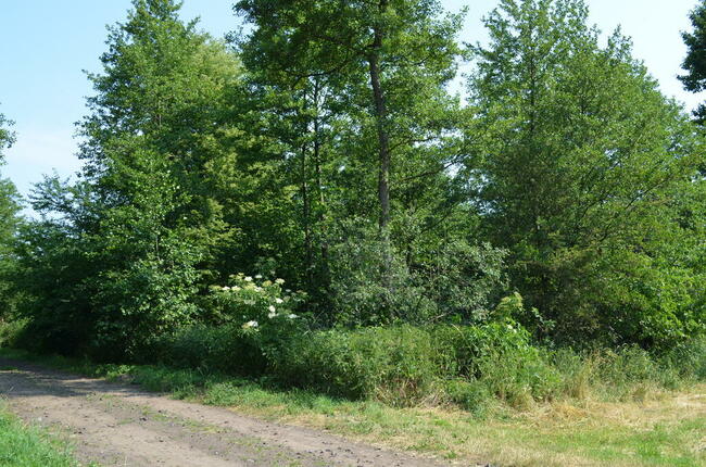 Ziemia rolna na sprzedaż w Lipie Góry gm. Babiak