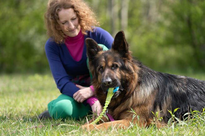 Borys owczarek niemiecki długowłosy szuka domu, 6l.45kg