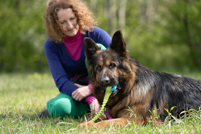 Borys do adopcji owczarek niemiecki długowłosy 6l.45kg