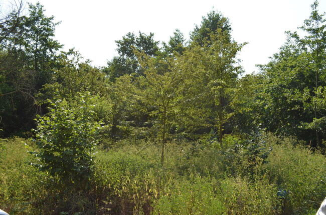 Ziemia rolna na sprzedaż w Lipie Góry gm. Babiak