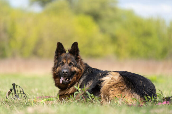 Borys do adopcji owczarek niemiecki długowłosy 6l.45kg