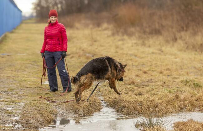Borys do adopcji owczarek niemiecki długowłosy 6l.45kg