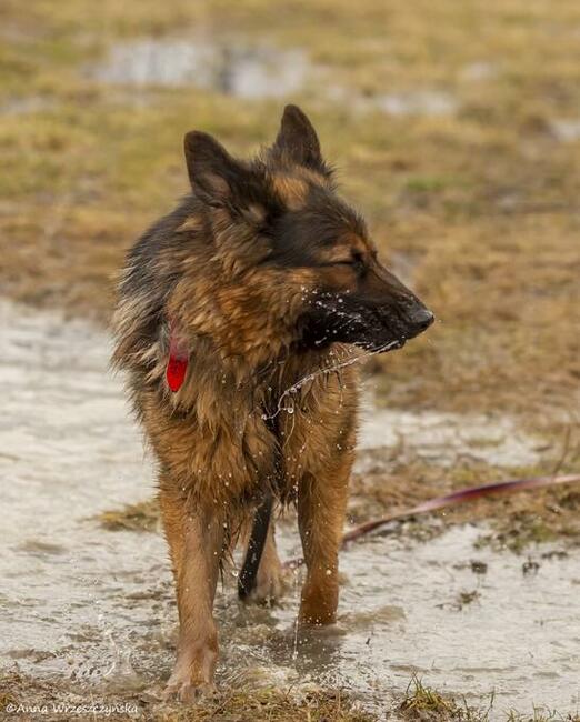 Borys do adopcji owczarek niemiecki długowłosy 6l.45kg