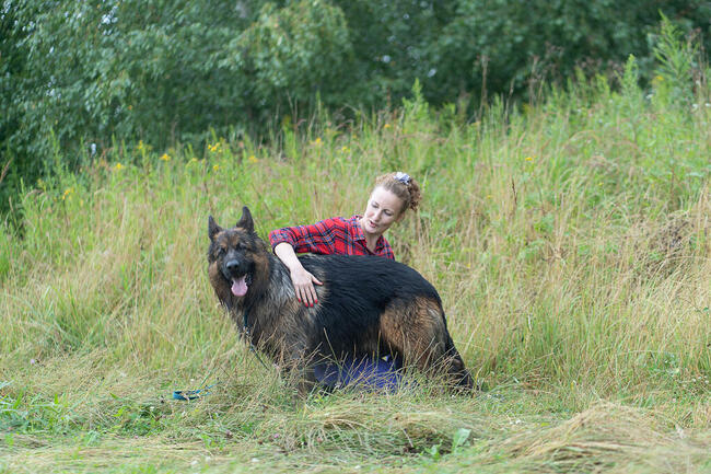 Borys do adopcji owczarek niemiecki długowłosy 6l.45kg