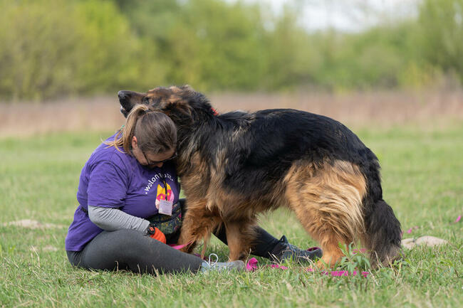 Borys do adopcji owczarek niemiecki długowłosy 6l.45kg
