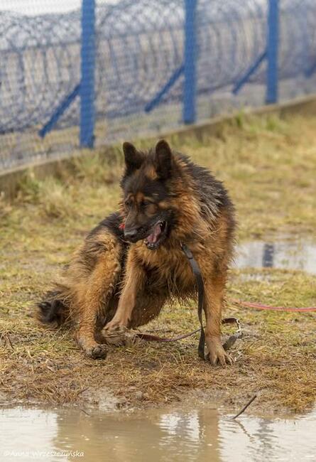Borys do adopcji owczarek niemiecki długowłosy 6l.45kg