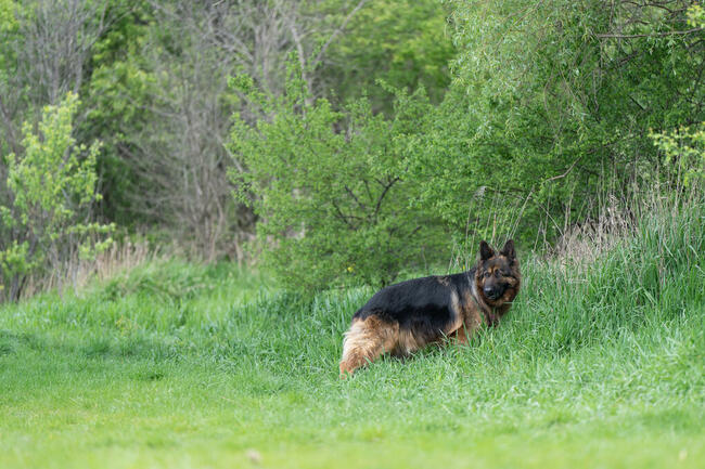Borys do adopcji owczarek niemiecki długowłosy 6l.45kg