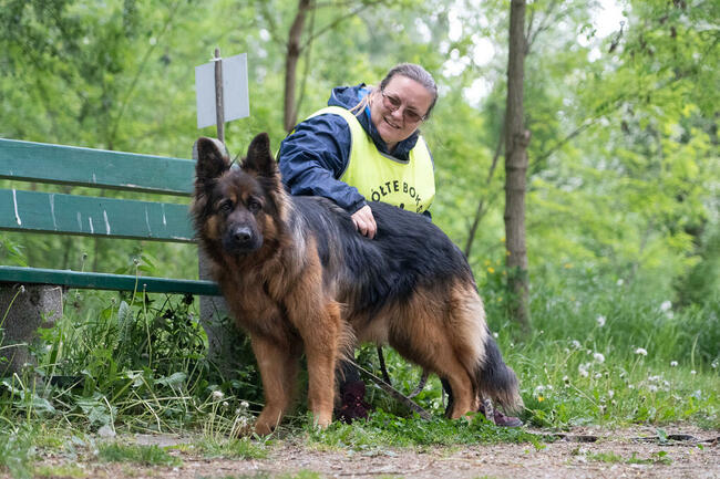 Śliczny psiak Borys szuka domu, 45kg psiej miłości