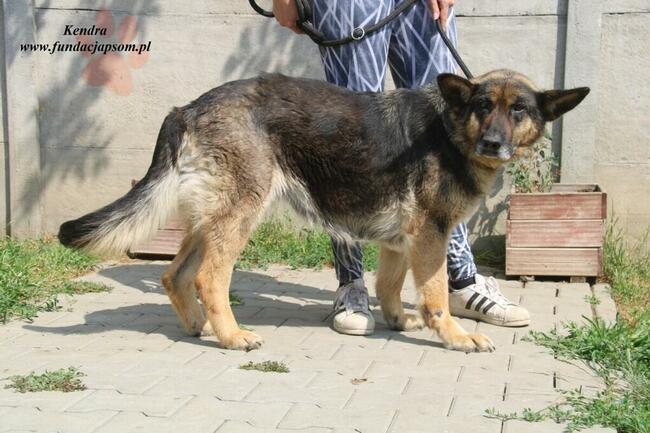 Kendra - sunia w typie owczarka