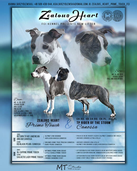 Ciąża potwierdzona USG Amstaff ZKwP/FCI szczenięta 07.2023