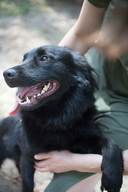 Elvis - radosny, wychowany kudłacz do pokochania!