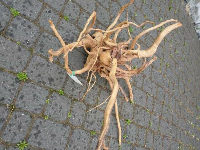 Spory korzeń japoński do akwarium terrarium vivarium