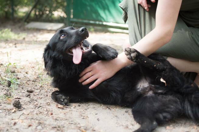 Elvis - radosny, wychowany kudłacz do pokochania!