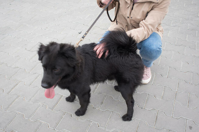 Elvis - radosny, wychowany kudłacz do pokochania!