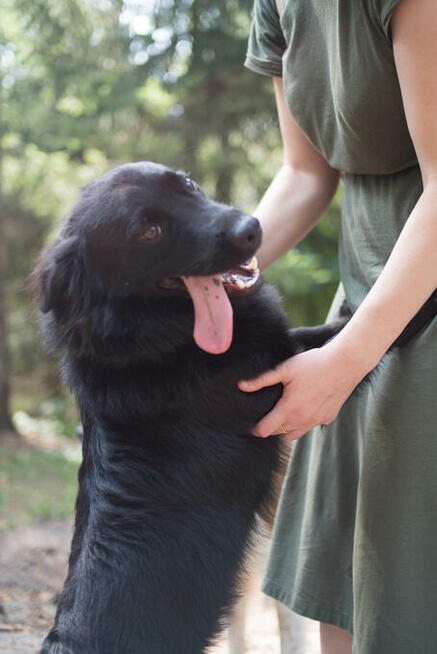 Elvis - radosny, wychowany kudłacz do pokochania!
