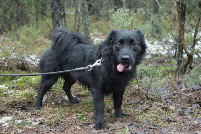 Elvis - radosny, wychowany kudłacz do pokochania!