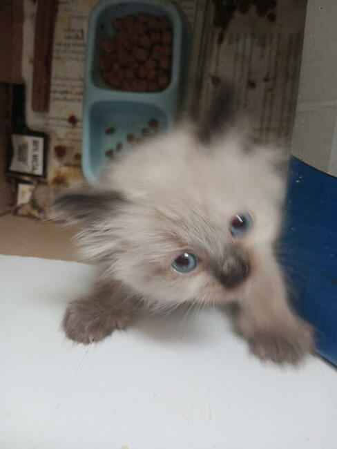 Kocięta Ragdoll Rumia