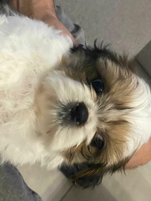 Trzy suczki SHIH TZU tricolor szukają domu