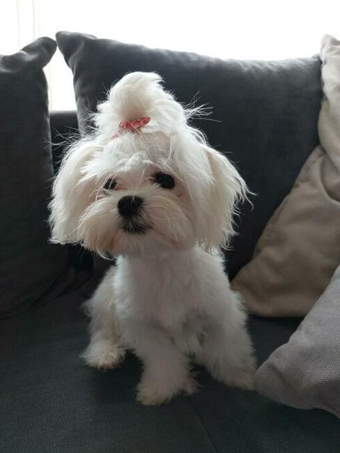 Maltańczyk piesek do odbioru od 22.XI.2025