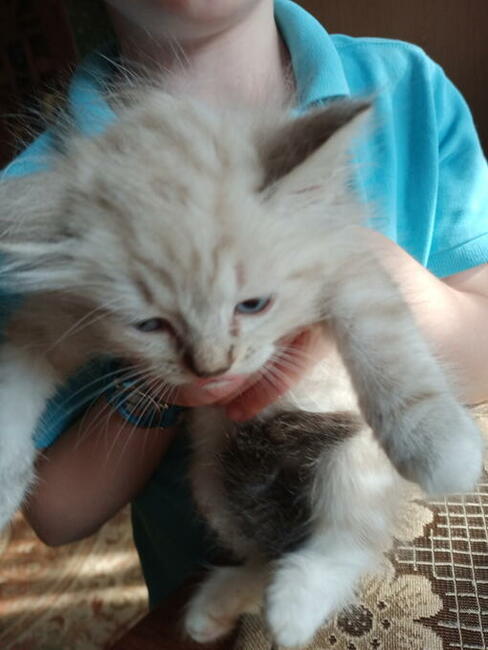 Kocięta Ragdoll Rumia