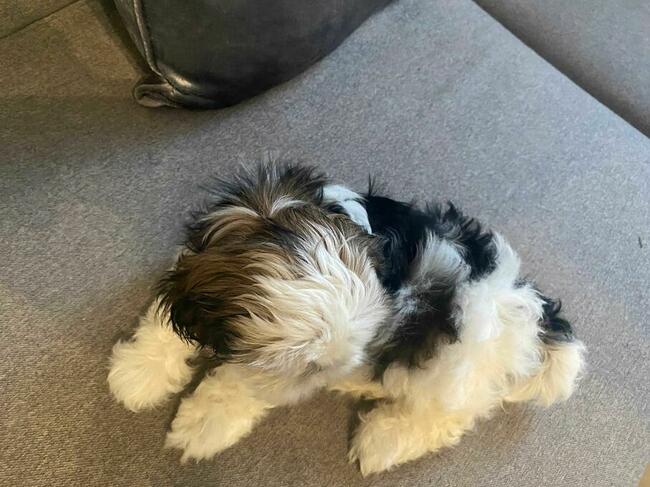 Trzy suczki SHIH TZU tricolor szukają domu