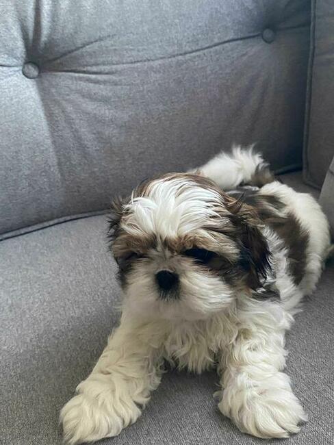 Trzy suczki SHIH TZU tricolor szukają domu