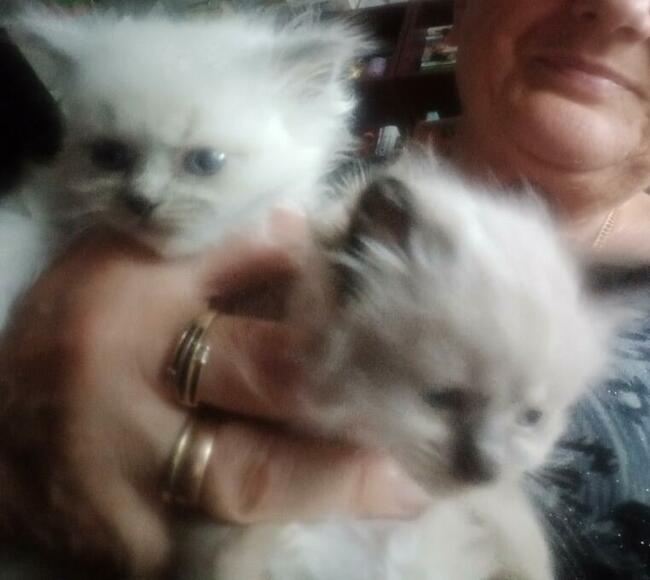 Kocięta Ragdoll Rumia