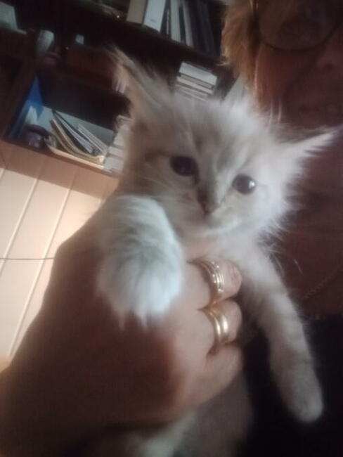 Kocięta Ragdoll Rumia