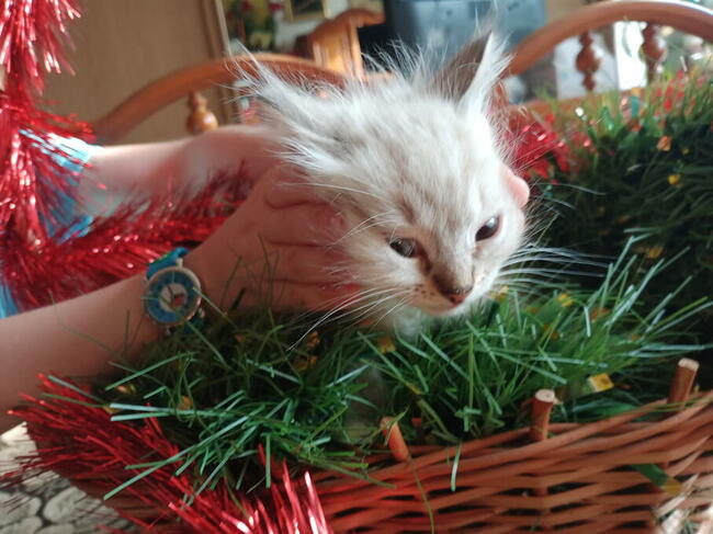 Kocięta Ragdoll Rumia