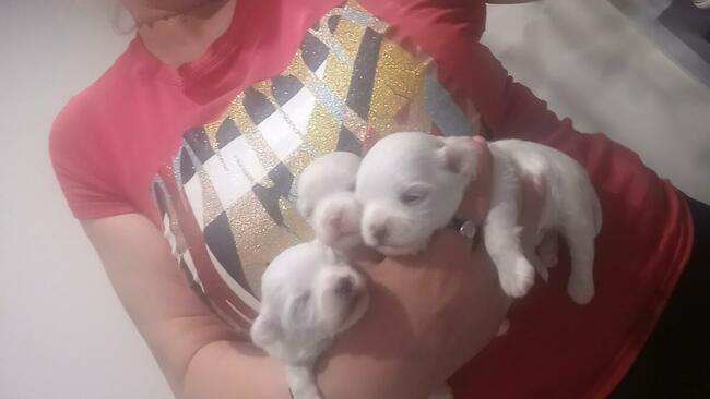 Maltańczyk piesek do odbioru od 22.XI.2025