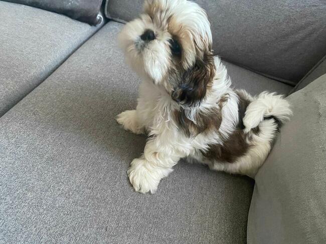 Trzy suczki SHIH TZU tricolor szukają domu