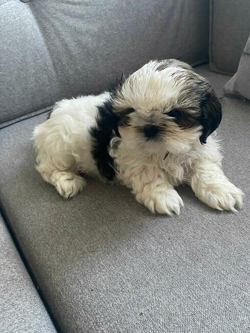 Trzy suczki SHIH TZU tricolor szukają domu