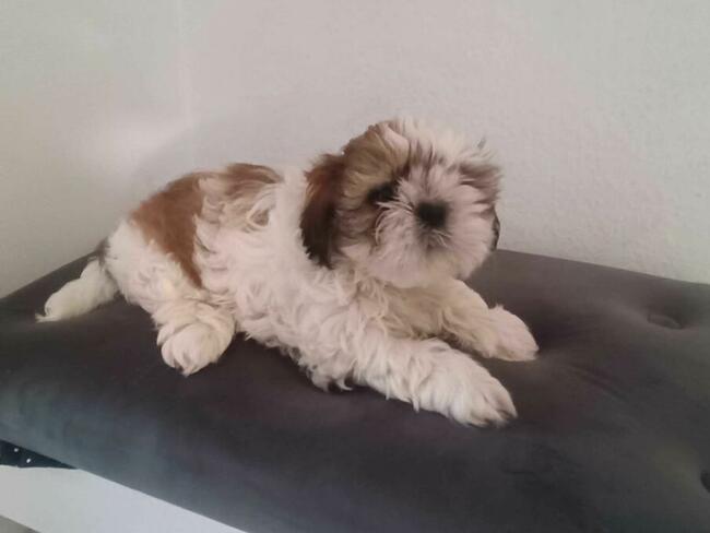 Trzy suczki SHIH TZU tricolor szukają domu