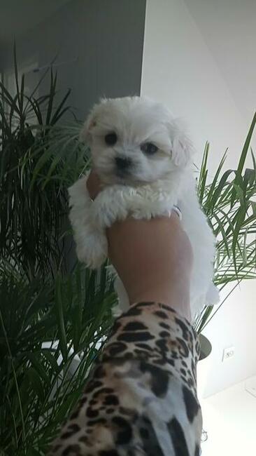 Maltańczyk piesek do odbioru od 22.XI.2025