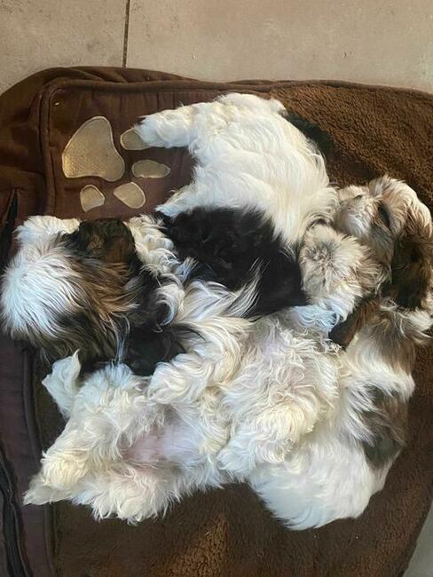 Trzy suczki SHIH TZU tricolor szukają domu