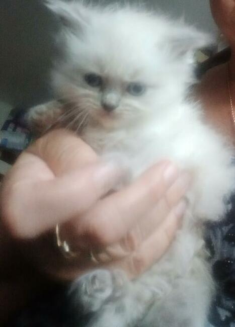 Kocięta Ragdoll Rumia