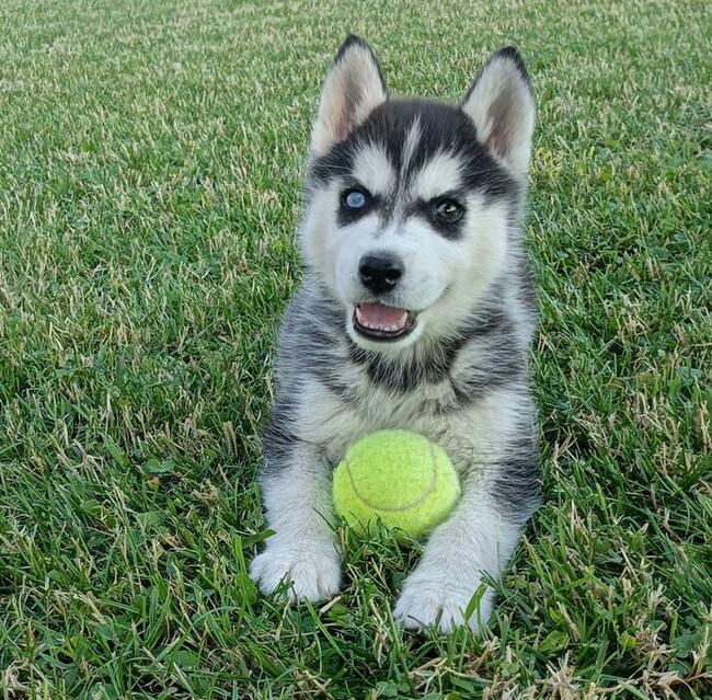 Cudowne szczeniaczki Siberian husky z rodowodem