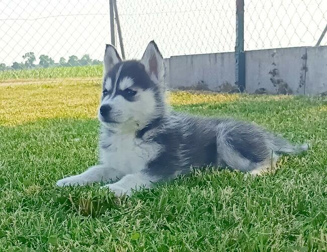Cudowne szczeniaczki Siberian husky z rodowodem