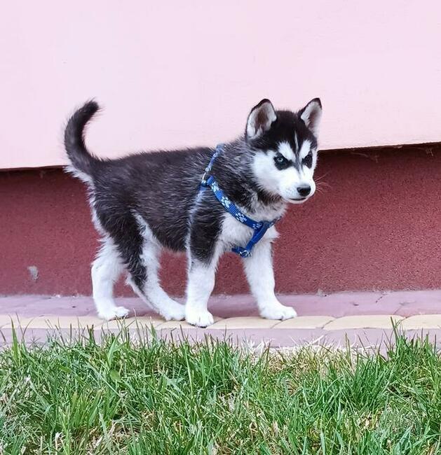 Cudowne szczeniaczki Siberian husky z rodowodem