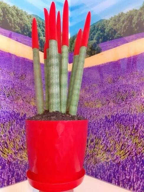 Wirtualna znajomość PRZYIACIELE